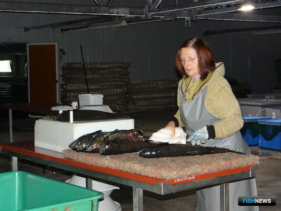 Подготовка лососей к взятию половых продуктов. Фото пресс-службы Северо-Восточного филиала Главрыбвода