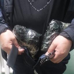 Гражданин Китая спрятал сушеного трепанга под одеждой. Фото пресс-службы ФТС России