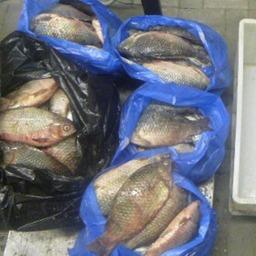 Незадекларированная рыба. Фото пресс-службы ЮТО