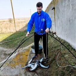 Южный филиал ВНИРО оценивает состояние производителей судака и тарани на нерестово-выростных хозяйствах Красноярского края. Фото пресс-службы института
