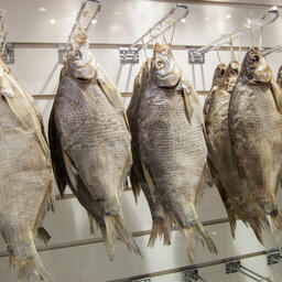 В Ярославле на электронный аукцион выставили доли квот для промышленного рыболовства