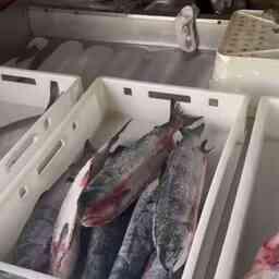 У коммерсантки из Магадана изъяли более 450 кг свежемороженой рыбы без маркировки. Кадр оперативной съемки