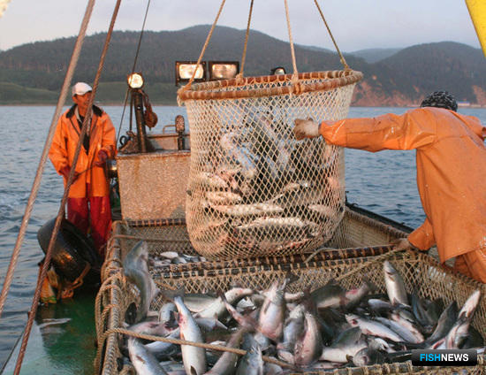 В октябре Сахалин обобщит первый опыт рыбных торгов
