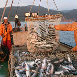 В октябре Сахалин обобщит первый опыт рыбных торгов