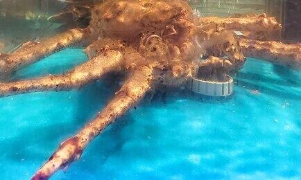 По электронным сертификатам в Китай и Корею ввозились в том числе живые крабы