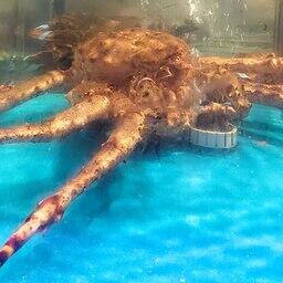 По электронным сертификатам в Китай и Корею ввозились в том числе живые крабы