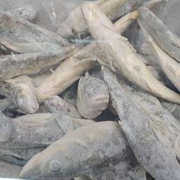 В список продовольственных товаров первой необходимости входит и мороженая неразделанная рыба