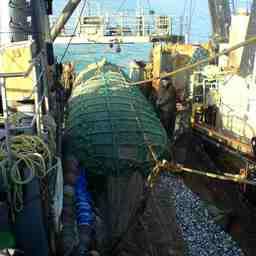 К началу лета рыбаки Крымского полуострова добыли 22,6 тыс. тонн водных биоресурсов. Фото пресс-службы АЧТУ