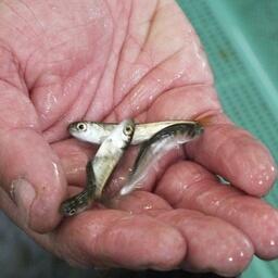 Мальки кеты на рыбоводном заводе Кунашира. Архивное фото