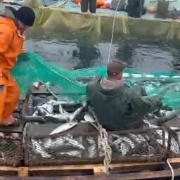 Лососевый промысел в Хабаровском крае. Архивный скриншот