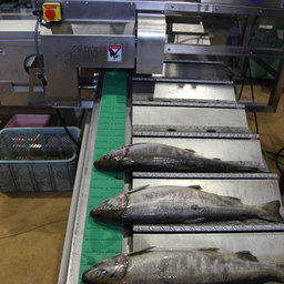 Линия непрерывной переработки лососевых NAG-501, установленная на Южно-Курильском рыбокомбинате, обрабатывает около 50 тонн сырца в сутки