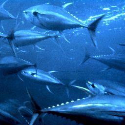 Желтоперый тунец. Фото OAR/National Undersea Research Program (NURP)