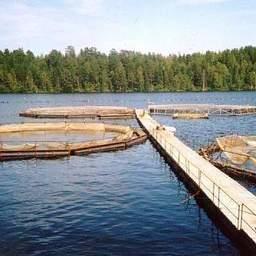 Рыбоводный участок в Карелии. Фото Северо-Западного теруправления Росрыболовства