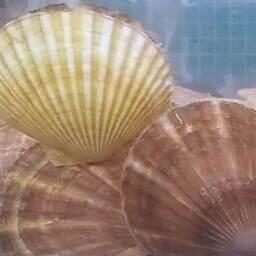 После снятия запрета первым из японских морепродуктов на рынок Китая попал гребешок. Архивное фото