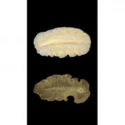 Ученые СахНИРО нашли в заливе Анива новый для Охотского моря вид морских турбеллярий. Изображение пресс-службы ВНИРО