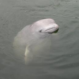 Правительство определило, где и когда можно содержать опасных морских обитателей