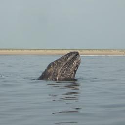Серый кит в заливе Пильтун на севере Сахалина
