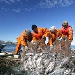 Камчатские предприятия на 18 июля освоили уже 140 тыс. тонн тихоокеанских лососей. Фото пресс-службы правительства края