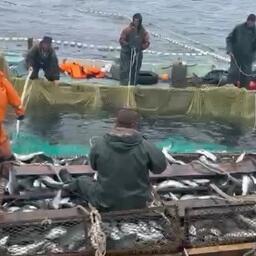 Добыча лосося в Хабаровском крае. Архивный скриншот