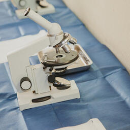 Российские ученые описали два новых вида актиний