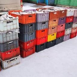 В пластиковых контейнерах и полимерных мешках находилось более 6 тыс. особей омуля. Фото пресс-службы регионального управления Россельхознадзора