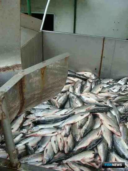 Вылов лососей на Сахалине и Курилах превысил 130 тыс. тонн