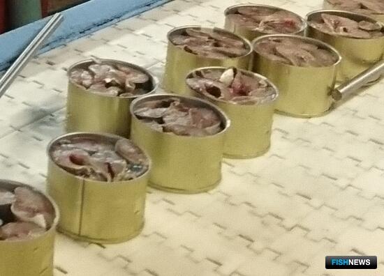 Читатели Fishnews поделились взглядом на перспективы промысла сайры